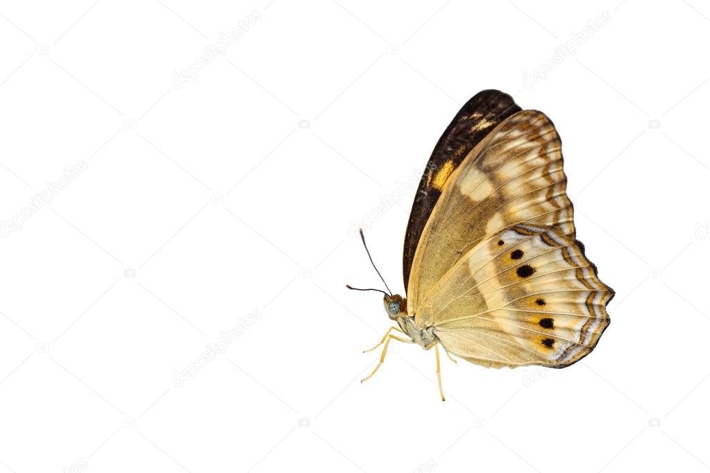 Isolated little banded yeoman butterfly on white