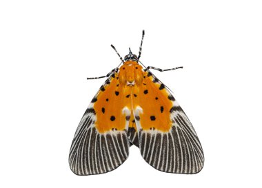 Isolated male of broad-winged tiger moth clipart