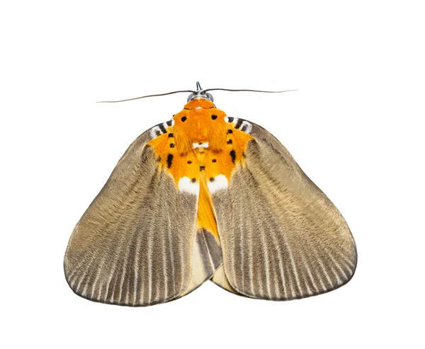 Izolované žena široce okřídlený tiger moth — Stock fotografie
