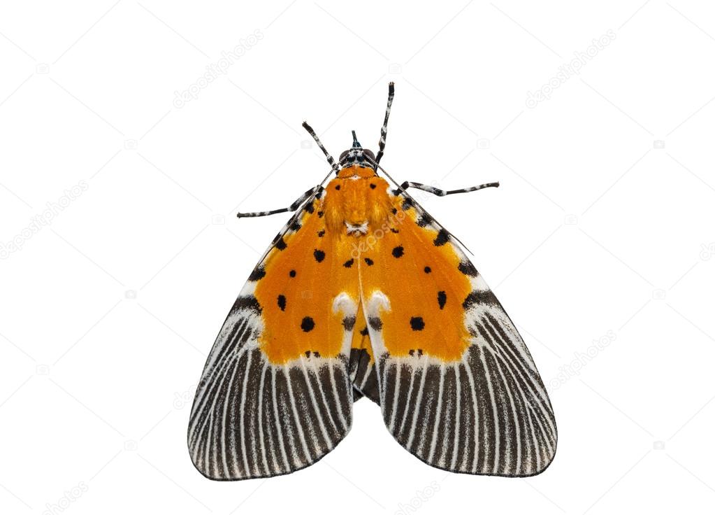 Isolated male of broad-winged tiger moth