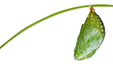İzole pupa sarımsı kahverengi Rajah kelebek