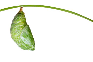 Isolated pupa of Tawny Rajah butterfly  clipart