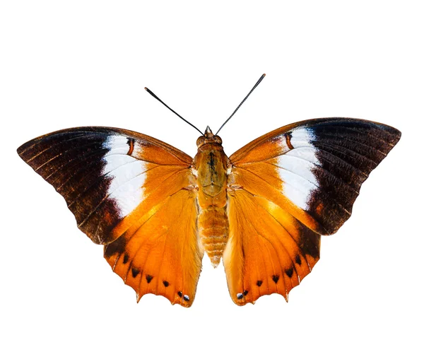 Isolated Tawny Rajah butterfly on white — Stock Photo, Image