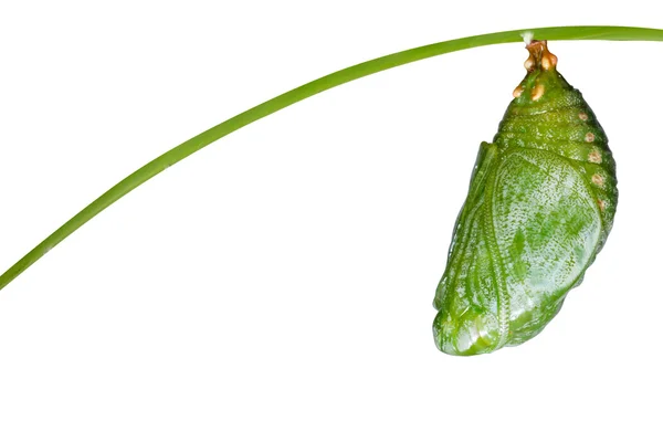 孤立的褐黄色的王公蝴蝶蛹 — 图库照片