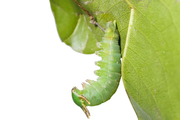 Caterpillar of Tawny Rajah butterfly hanging on leaf — Stock Photo, Image