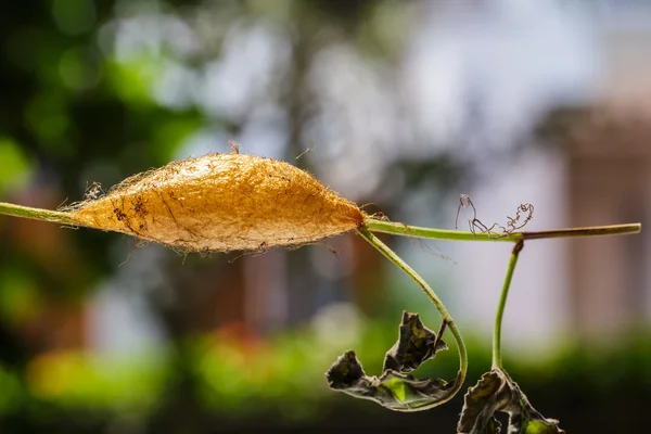 Chrysalis ze zlatého císaře Moth (Loepa sikkima ) — Stock fotografie