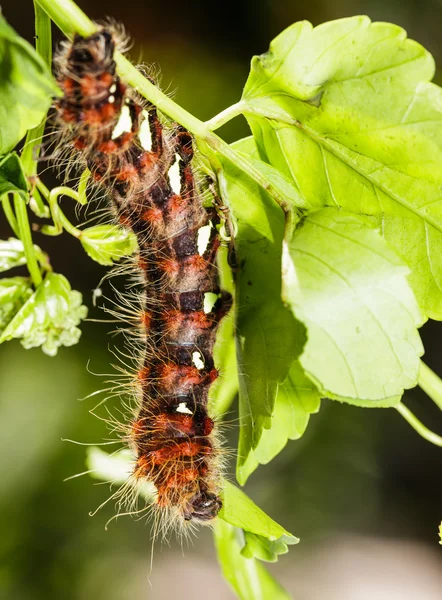 Caterpillar of Golden Emperor Moth — Stock Photo, Image