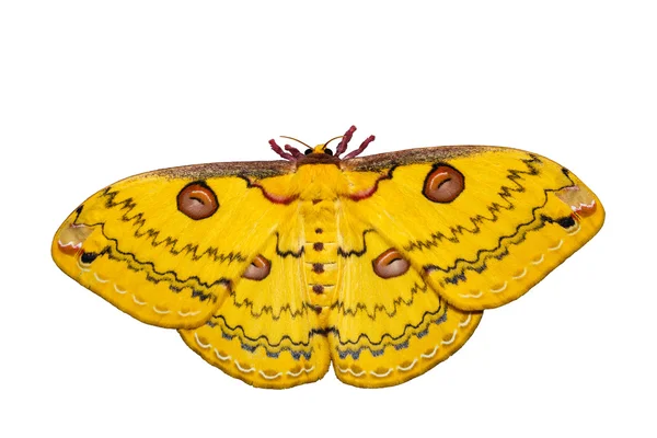 Isolated Golden Emperor Moth — Stock Photo, Image