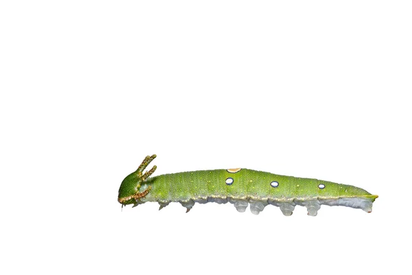 Isolated caterpillar of Tawny Rajah butterfly — Stock Photo, Image