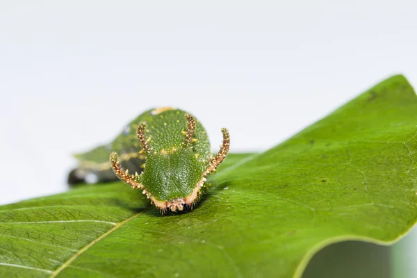 Oruga de Tawny Rajah mariposa — Foto de Stock