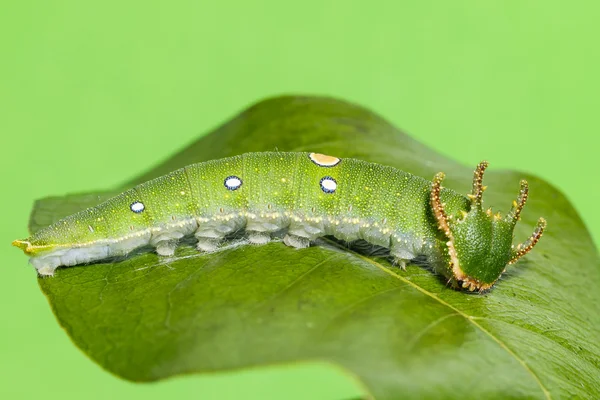 Motyl gąsienica Tawny Rajah — Zdjęcie stockowe