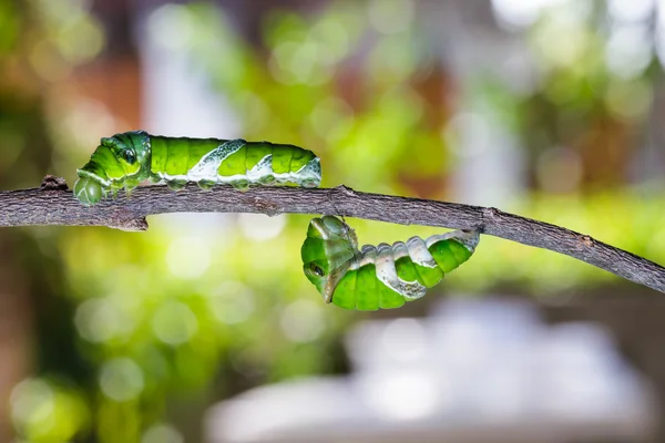 Lagartas maduras de grande borboleta mórmon — Fotografia de Stock