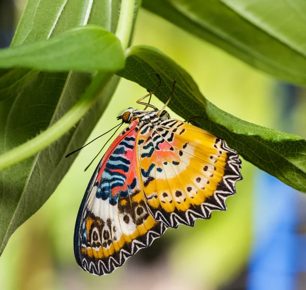 Мужской леопардовый порез (Cethosia cyane euanthes) бабочка — стоковое фото