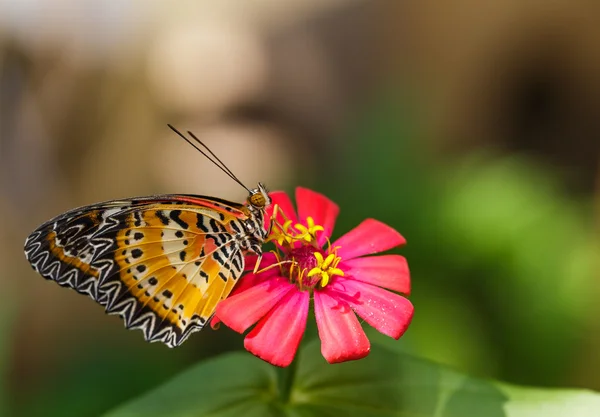 Male Leopard lacewing (Cethosia cyane euanthes) butterfly — Stock Photo, Image