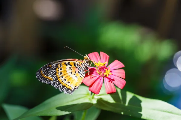 Mężczyzna Leopard lacewing (Cethosia cyane euanthes) motyl — Zdjęcie stockowe