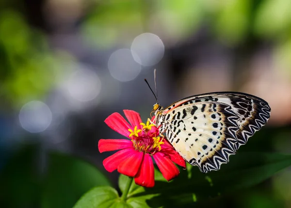 Female Leopard lacewing (Cethosia cyane euanthes) butterfly on f — Stock Photo, Image