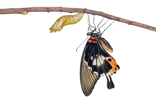 Изолированное женское желтое тело Большая мормонская бабочка с коконом — стоковое фото
