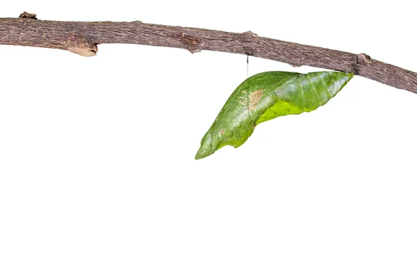 ナガサキアゲハの孤立した蛹 — ストック写真