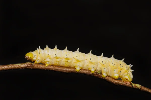 卡特彼勒的 eri 蚕蛾，samia 辛西娅 — 图库照片