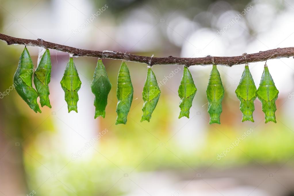 Chrysaris of common mormon and lime butterfly