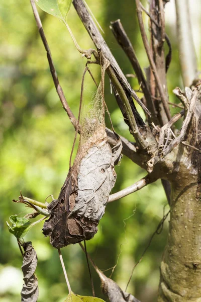 Кокон атласного мотылька — стоковое фото