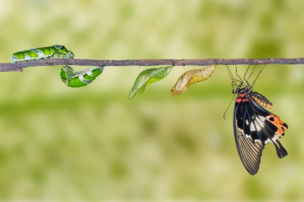 Жизненный цикл большой мормонской бабочки — стоковое фото