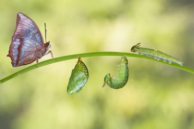 Sarımsı kahverengi Rajah kelebeğin yaşam döngüsü