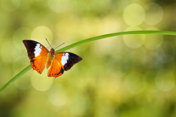 Kahler Rajah-Schmetterling ruht auf Zweigen — Stockfoto