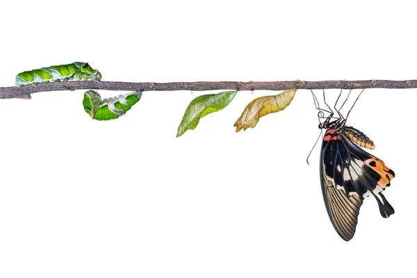 Büyük mormon kelebeğin yaşam döngüsü