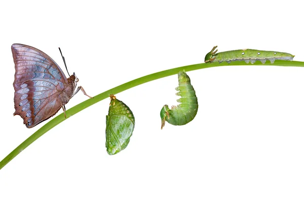 Ciclo de vida de la mariposa Tawny Rajah en blanco — Foto de Stock