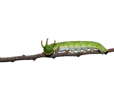 Caterpillar of Tawny Rajah butterfly on white clipart