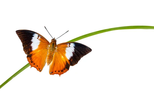 Tawny Rajah butterfly on white — Stock Photo, Image