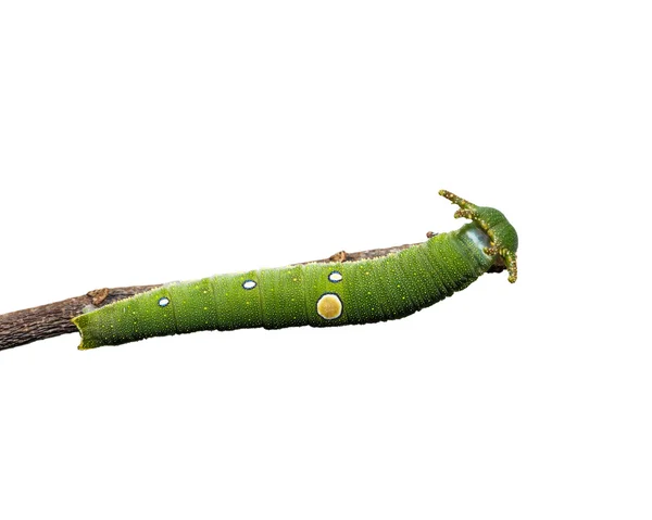 Caterpillar of Tawny Rajah butterfly on white — Stock Photo, Image