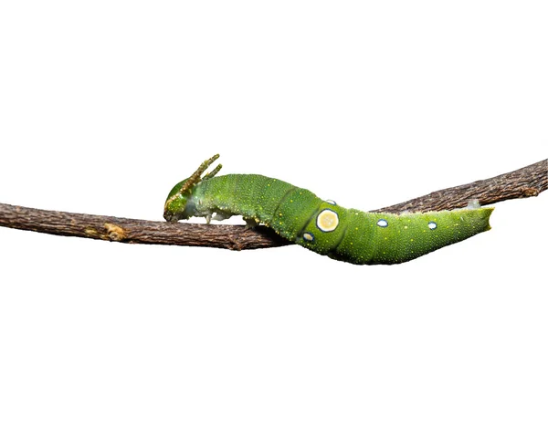 Raupe des braunen Rajah-Schmetterlings auf weißem Grund — Stockfoto