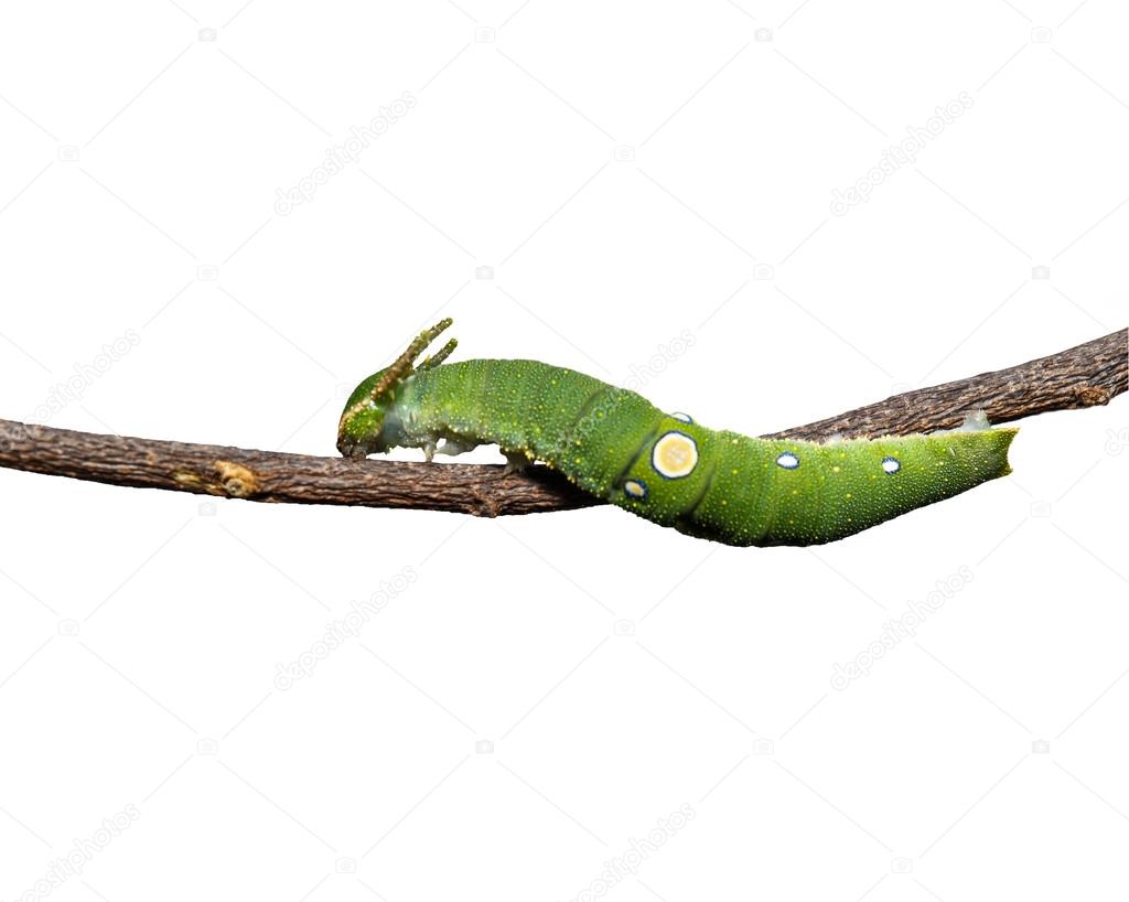 Caterpillar of Tawny Rajah butterfly on white