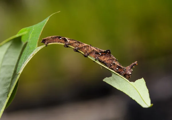 Oruga de la mariposa azul Begum — Foto de Stock