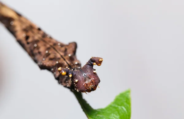 Oruga de la mariposa azul Begum — Foto de Stock