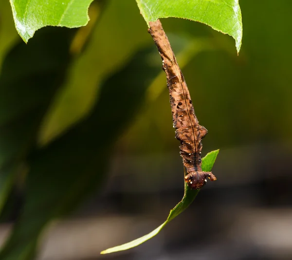 Caterpillar of Blue Begum butterfly — Stock Photo, Image