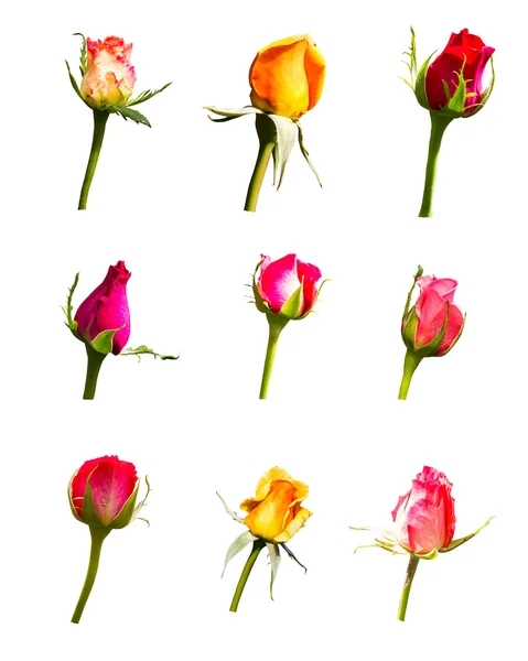 Dziewięć róża kwiaty na białym tle — Zdjęcie stockowe