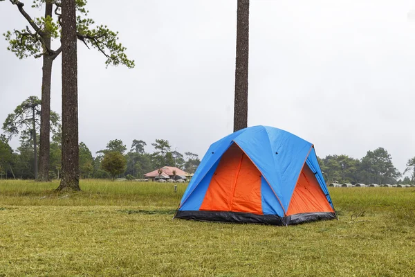 Dome tält camping nära tall på höga berget med fog — Stockfoto