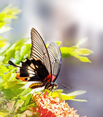 Kadın sarı bedeni büyük mormon kelebek çiçek