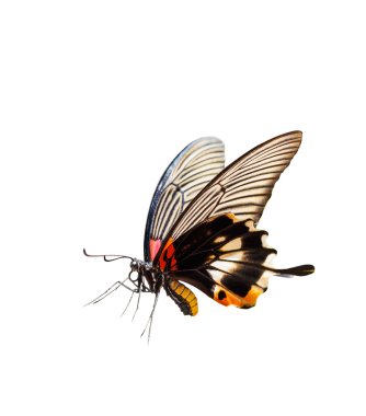 Isolated female yellow body Great mormon Butterfly  clipart
