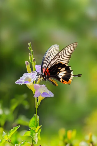 Butterfly resting on chinese violet flower — Stock Photo, Image