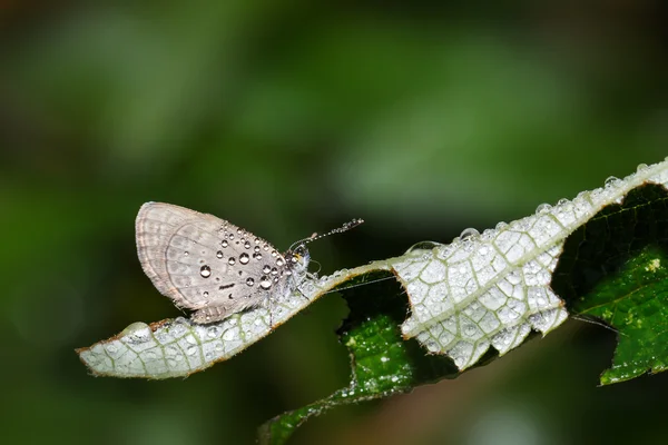 De mindere gras Blu — Stockfoto