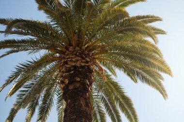 Phoenix, Arizona 'da bir palmiye ağacının zemininden görüntü.