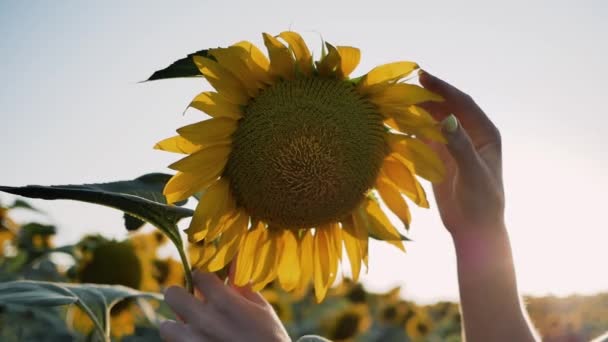 Agronomen, jordbruksarbetare kontrollerar kvalitet solrosor som har vuxit upp. närbild kvinna hand och solros. Skörda jordbruk Solrosor Fält Natur koncept — Stockvideo