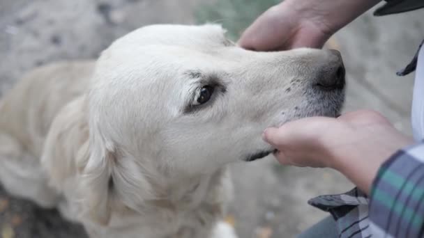 Großaufnahme von Frauenhänden, die einem großen weißen Hund über den Kopf streicheln — Stockvideo