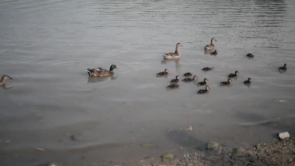 Een kudde eenden met eendjes zwemt op het meer langs de kust — Stockvideo