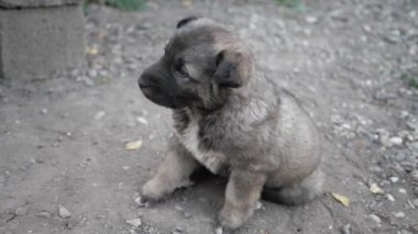 Küçük gri Alabai köpek yavrusunun kapısının önünde oturuyordu.