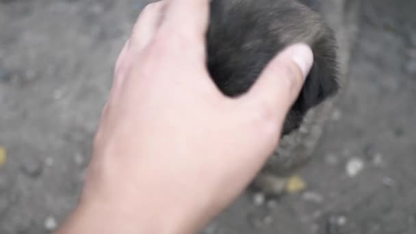 Gros plan de la main de l'homme caressant mignon petit chiot Alabai à l'extérieur — Video